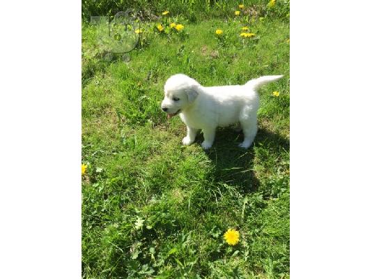 PoulaTo: Όμορφα κουτάβια Golden Retriever